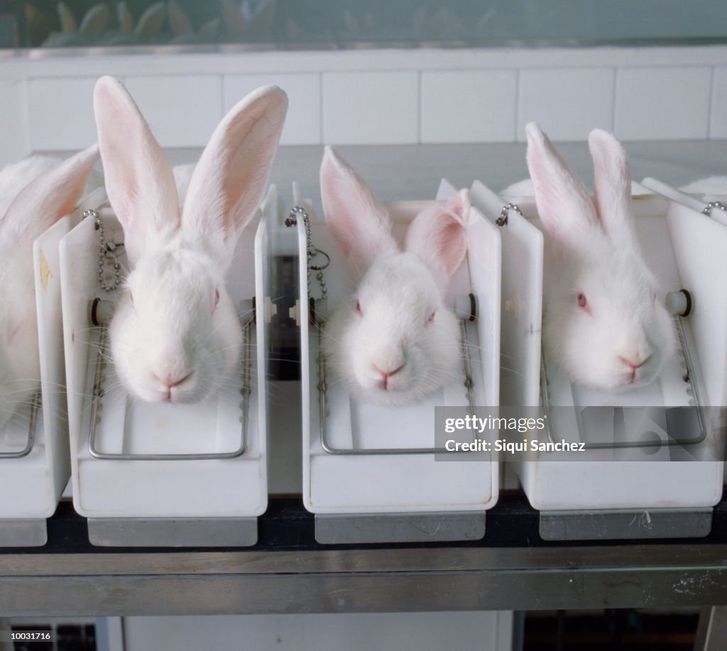 ANIMAL TESTING IN COMSETICS INDUSTRY