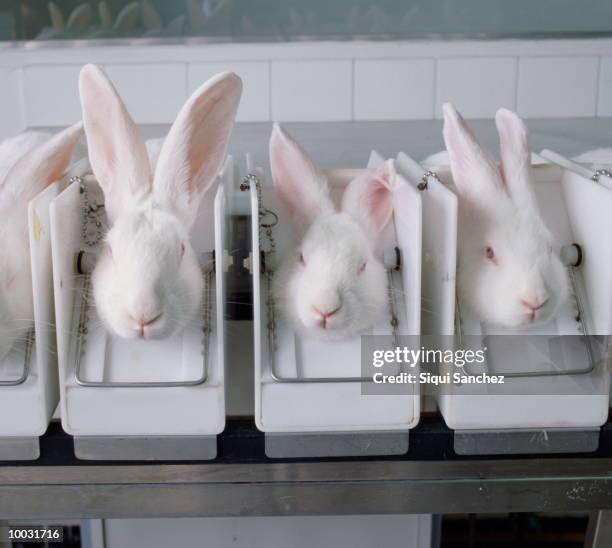 animal testing in comsetics industry - rabbit animal stock pictures, royalty-free photos & images