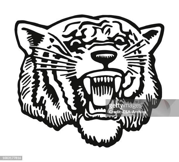 fierce tiger - snarling stock illustrations
