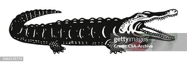 ilustraciones, imágenes clip art, dibujos animados e iconos de stock de mordaza de cocodrilo - alligator