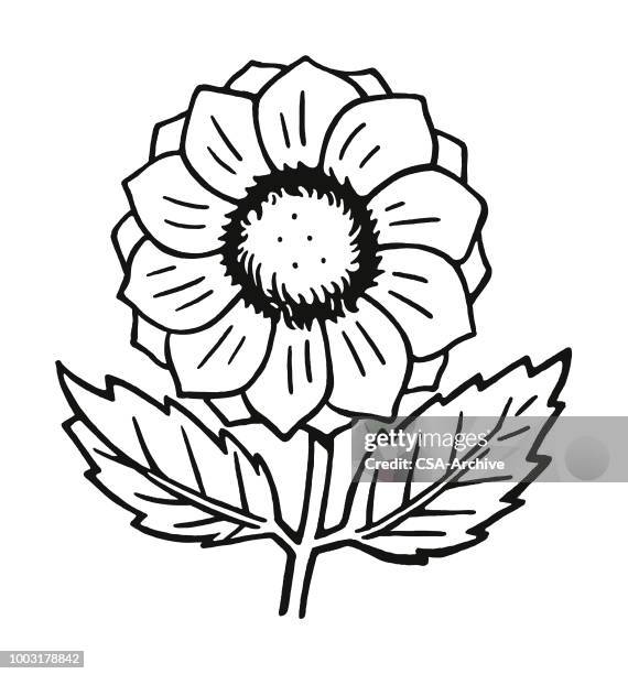 flower - single sunflower stock illustrations
