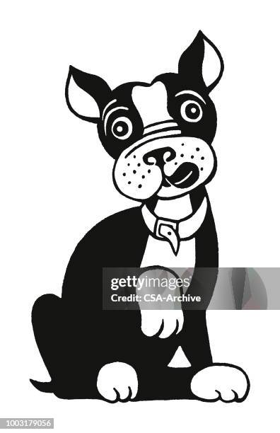 dog - boston terrier sitting stock illustrations