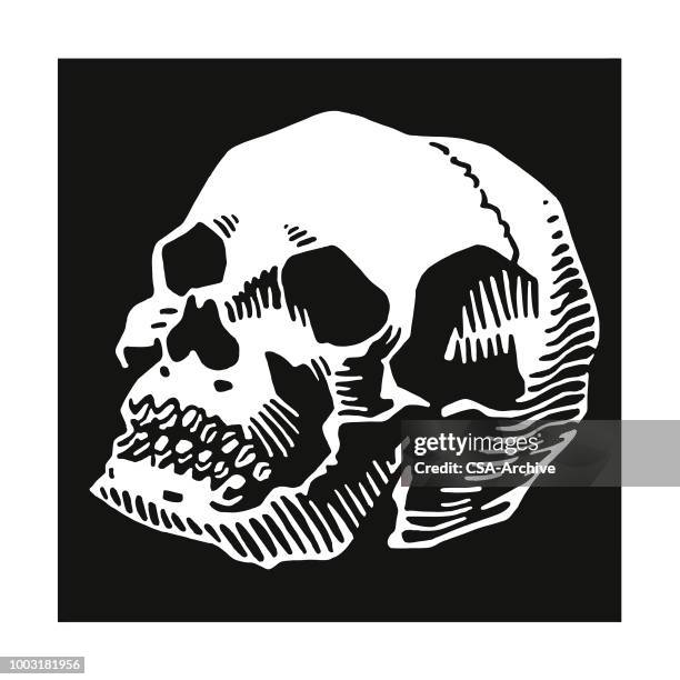 skull - human skeleton stock illustrations