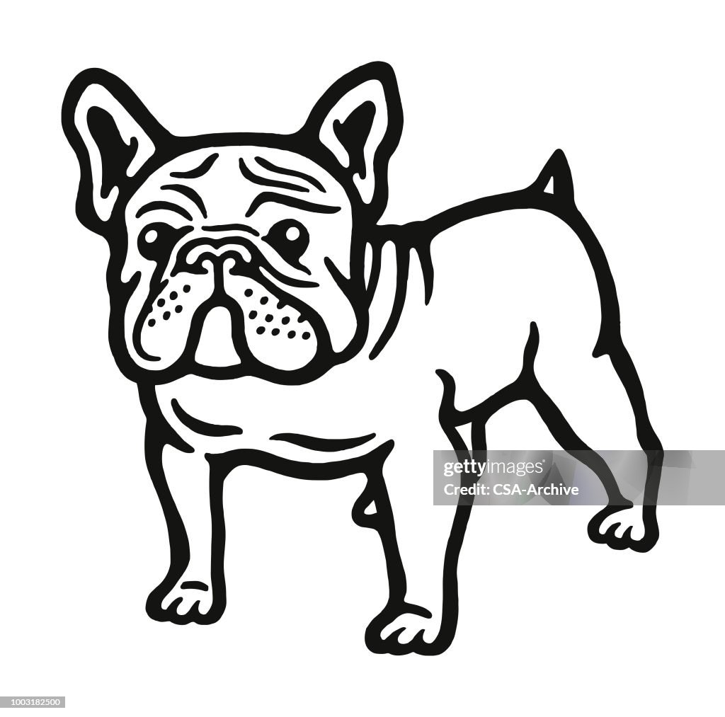 Bulldog