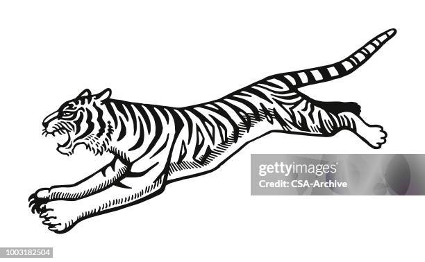 jumping tiger - wildkatzenart stock-grafiken, -clipart, -cartoons und -symbole