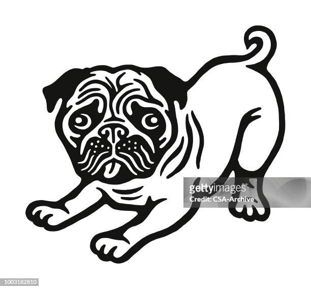 ilustraciones, imágenes clip art, dibujos animados e iconos de stock de el pug - doguillo