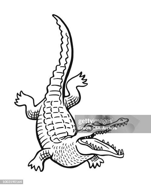 ilustraciones, imágenes clip art, dibujos animados e iconos de stock de mordaza de cocodrilo - alligator