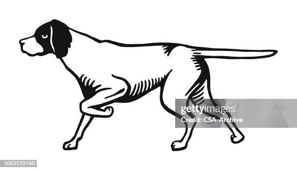 ilustrações, clipart, desenhos animados e ícones de cão de caça - pointer dog