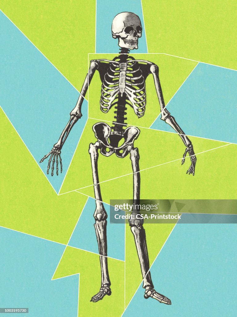 Skeleton