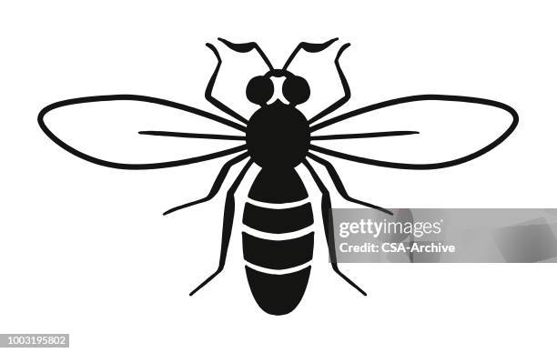 bee - wasp stock illustrations