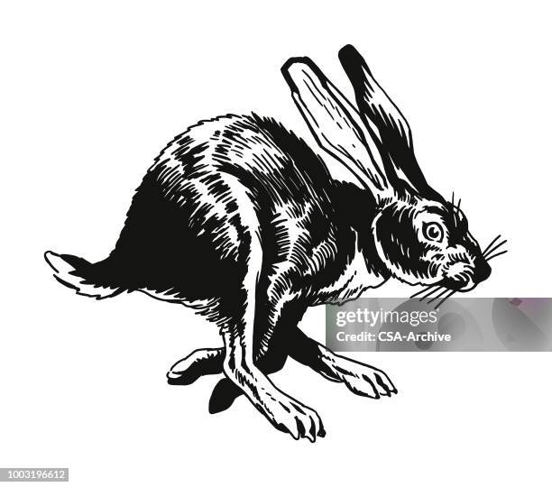 running rabbit - hare stock illustrations