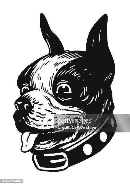 illustrations, cliparts, dessins animés et icônes de terrier de boston  - boston terrier