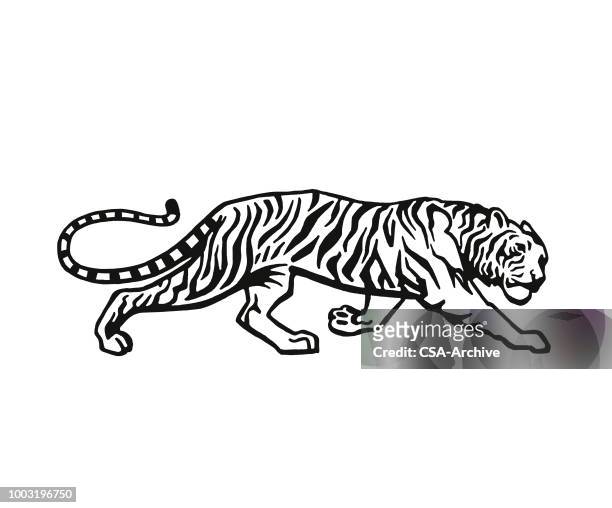 ilustraciones, imágenes clip art, dibujos animados e iconos de stock de tigre - wildcat animal