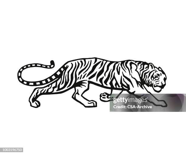 tiger - tiger stock illustrations