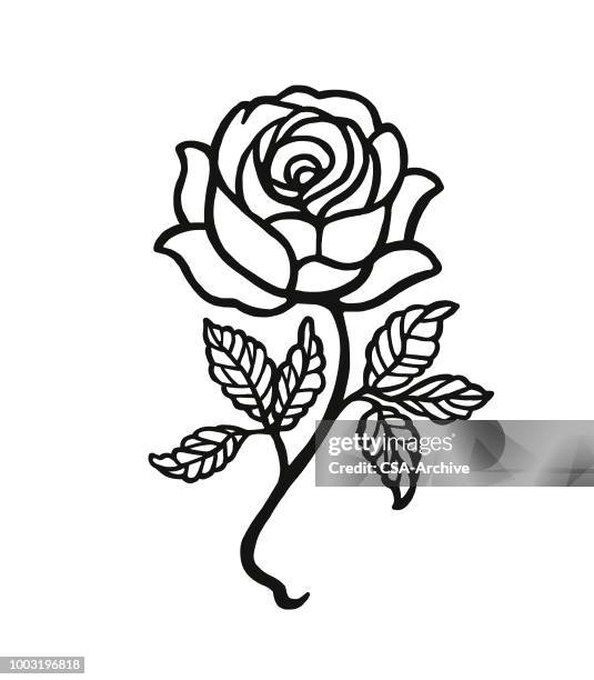 rose - rosa rossa stock illustrations