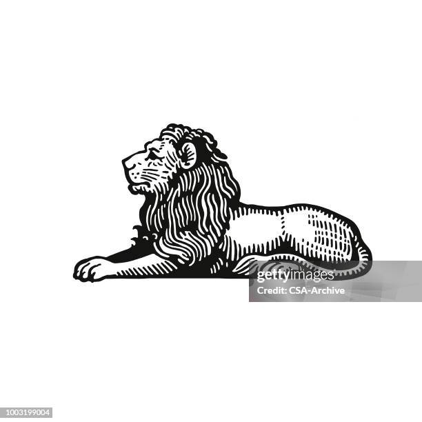 lion - lion black and white stock illustrations