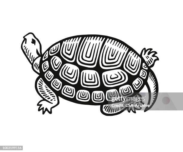 turtle - tortoise shell stock illustrations