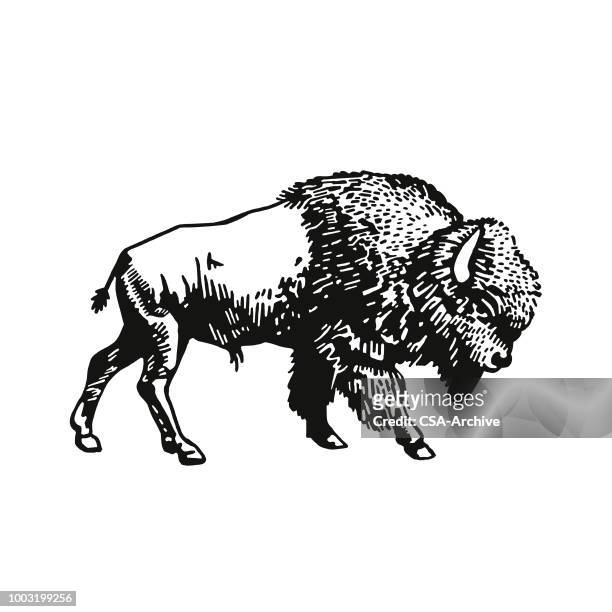 buffalo - oxen stock illustrations