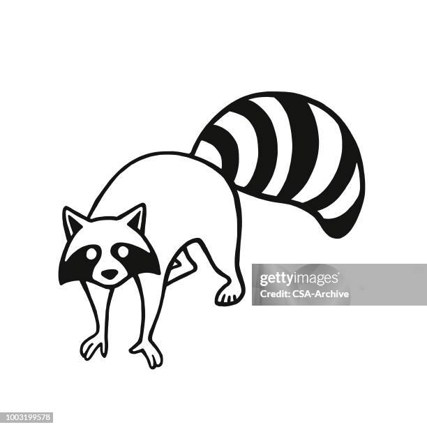 waschbär - waschbär stock-grafiken, -clipart, -cartoons und -symbole