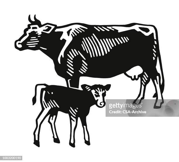 ilustraciones, imágenes clip art, dibujos animados e iconos de stock de pantorrilla y vaca  - calf
