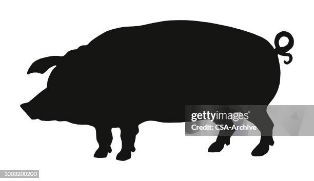 silhouette of a pig - pig stock illustrations