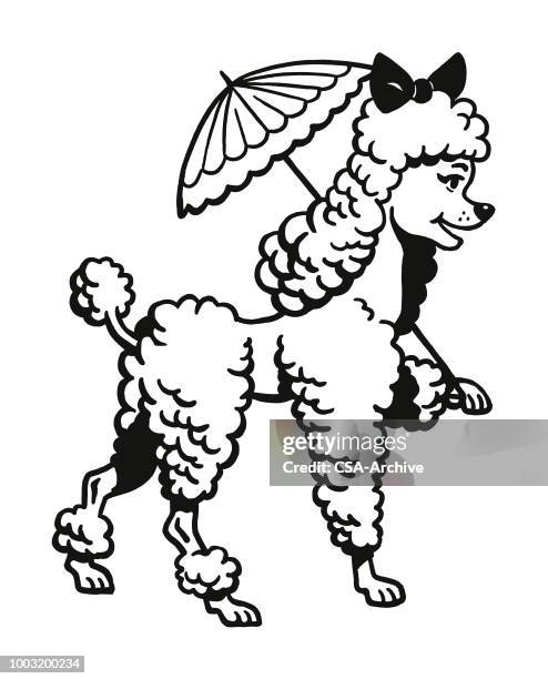 poodle carrying an umbrella - poodle stock illustrations