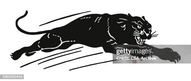 ilustraciones, imágenes clip art, dibujos animados e iconos de stock de black panther - leopardo