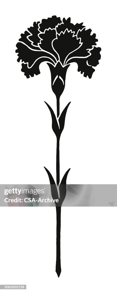 Carnation