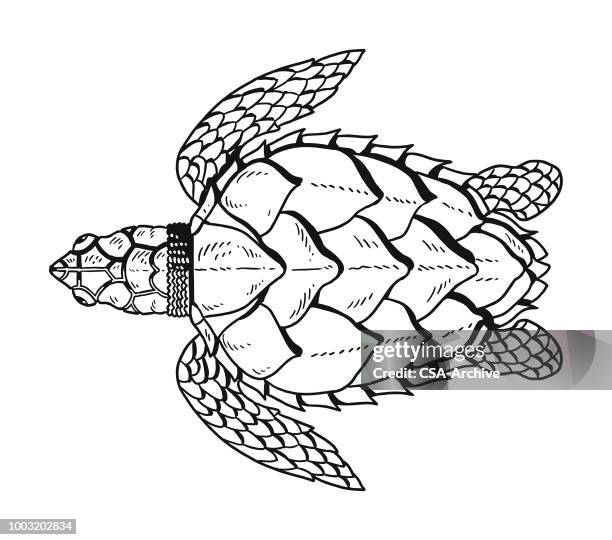 200 Ilustraciones de Caparazón De Tortuga - Getty Images 200 Ilustraciones de Caparazón De Tortuga - Getty Images
