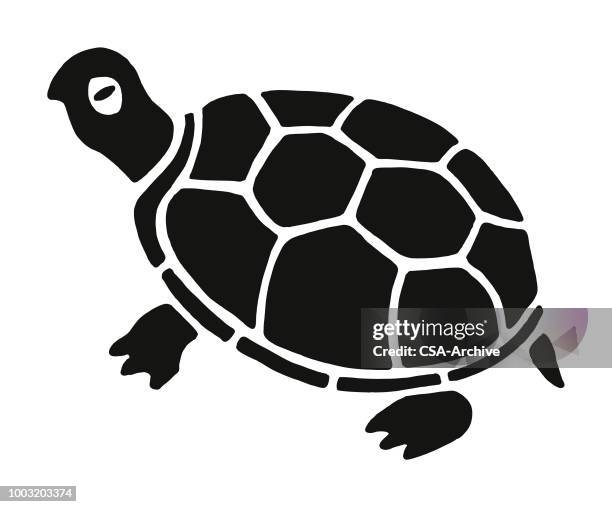 tortoise - turtle stock illustrations