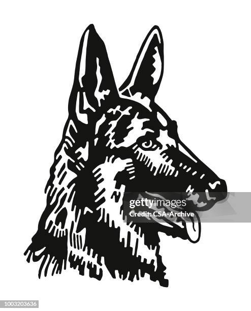 dog - german shepherd face stock illustrations