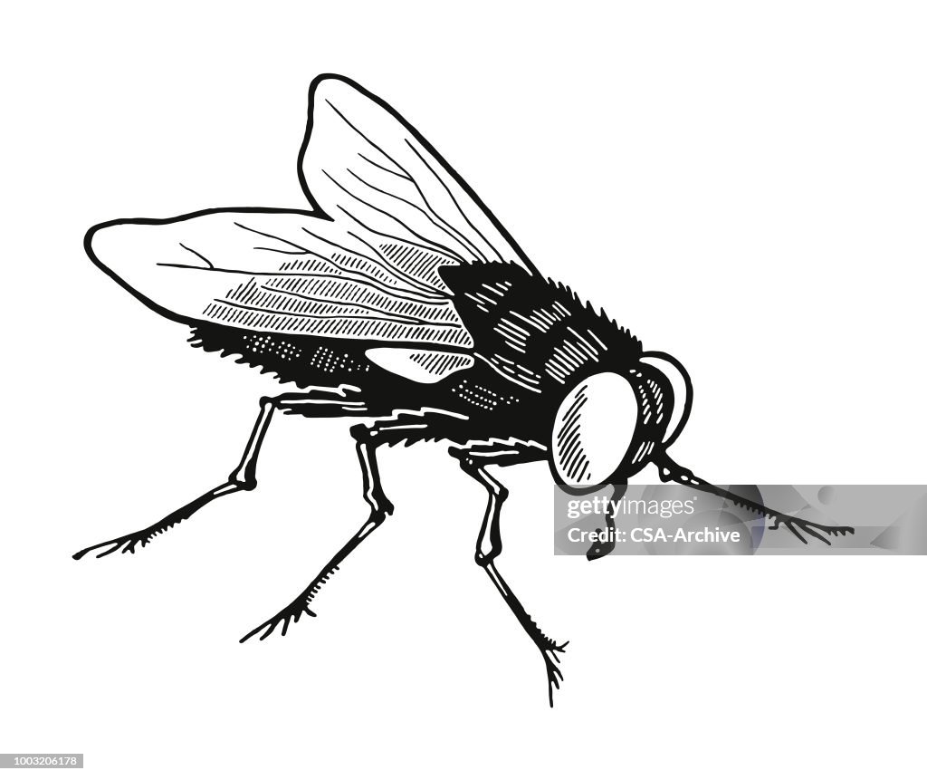 家蠅