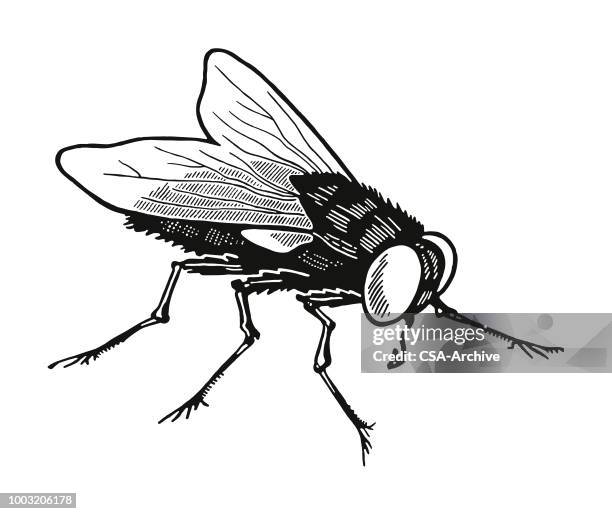 stockillustraties, clipart, cartoons en iconen met huisvlieg - insect