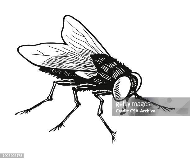housefly - mid air stock illustrations
