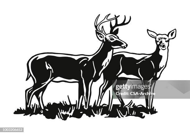 ilustrações, clipart, desenhos animados e ícones de dois cervos - wilderness