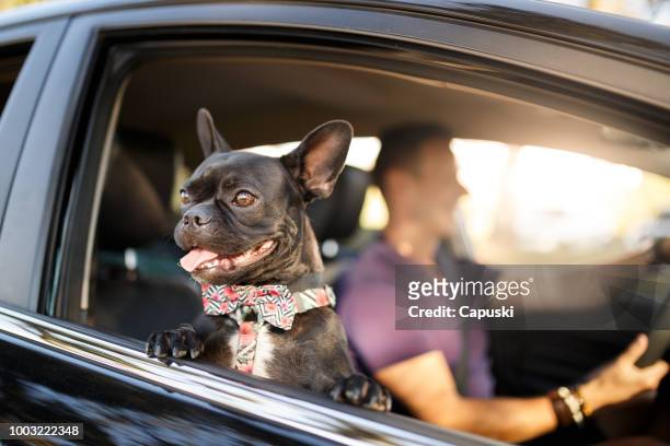 mann mit seinem hund fahren - animal car stock-fotos und bilder