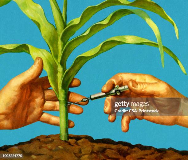 injecting a corn stalk - needle plant part stock illustrations