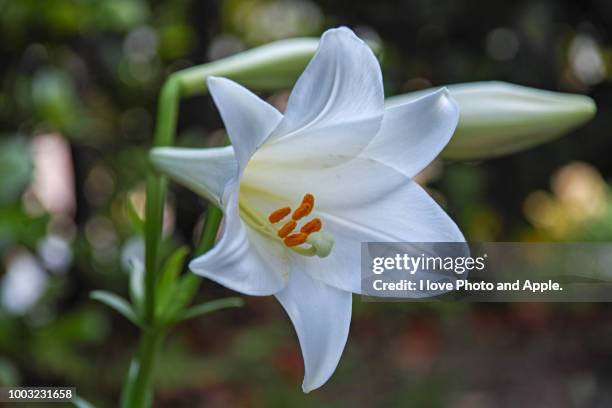 easter lily - easter lily stock pictures, royalty-free photos & images