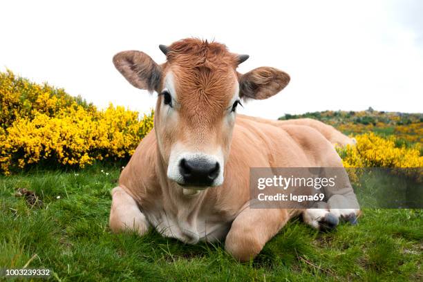 aubrac cow with flowering broom in mont lozère - france - horned stock pictures, royalty-free photos & images