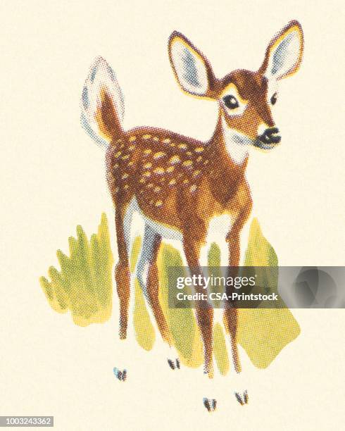 fawn - deer stock illustrations