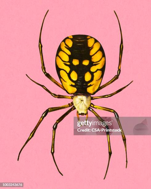 spider - spider stock illustrations