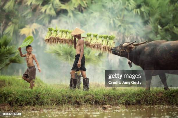 the family farmer carrying rice on green fields ,thailand - bufalo indiano foto e immagini stock