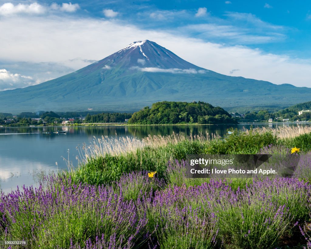Fuji and Flowers