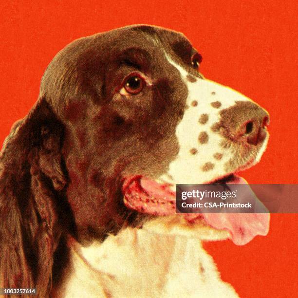 springer spaniel - spaniel stock illustrations