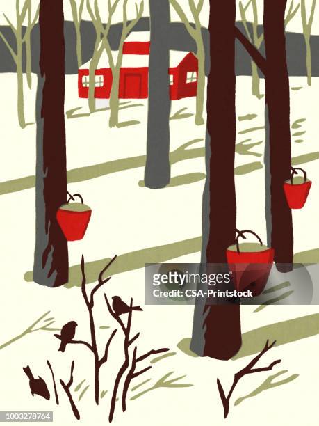 winter scene of maple trees tapped for sap - maple tree stock illustrations