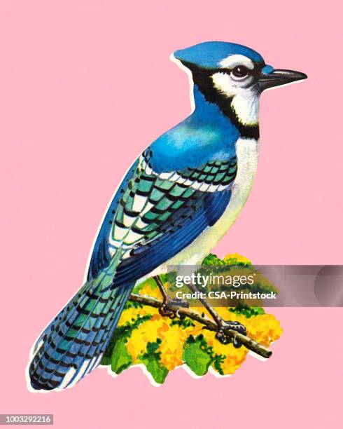 blue jay - blue jay stock illustrations