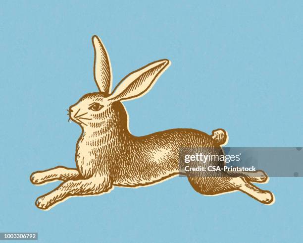 539 Leaping Rabbit Stock Photos, High-Res Pictures, and Images - Getty ...