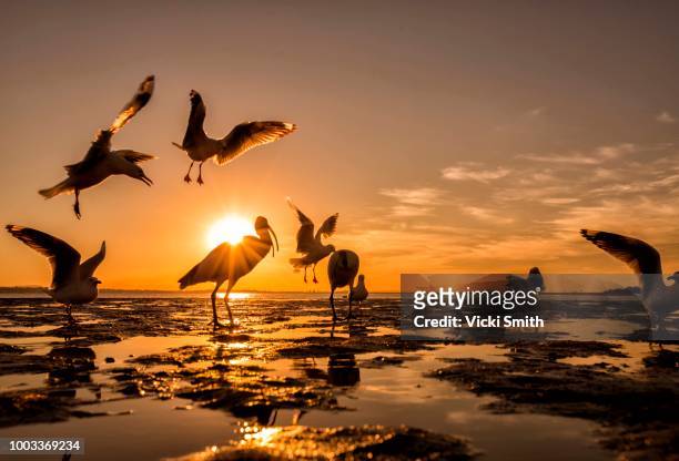 birds in the sunset - ibis stock-fotos und bilder