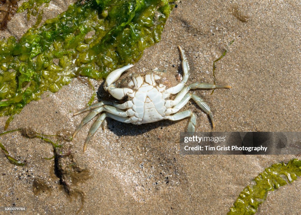 Close Up of a Dead Crab Laying Upside Down on a Sandy Beach