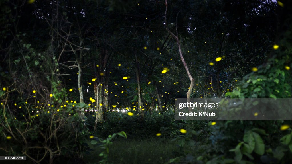 Yellow light of firefly fly in nature forest at night after sunset time